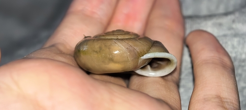 Traumatophora fraterminor