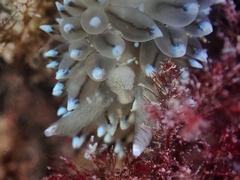 Antiopella cristata
