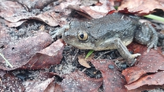 Kuvangu Kassina photo 2