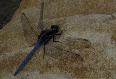 Orthetrum caffrum