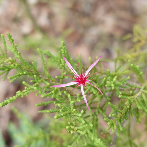 Turkey Bush (Calytrix exstipulata)