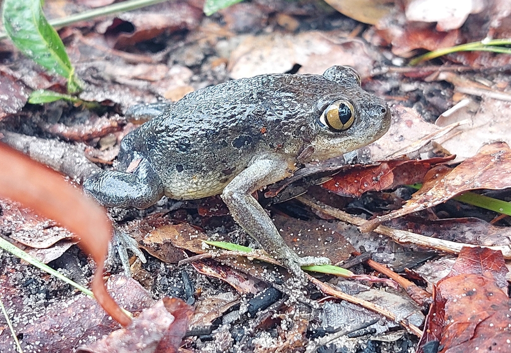 Kuvangu Kassina