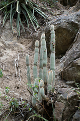 Cleistocactus hyalacanthus