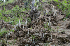 Cleistocactus hyalacanthus