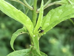 Bocydium globulare