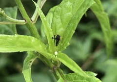 Bocydium globulare
