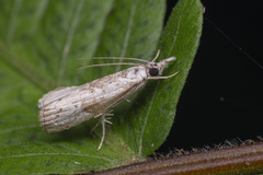 Culladia hastiferalis