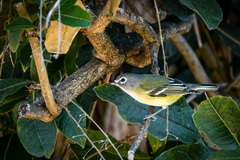 Vireo solitarius