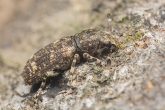 Eucorynus crassicornis