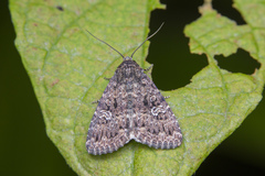 Condica aroana