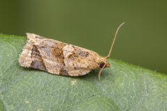 Neocalyptis affinisana