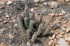 Cleistocactus hyalacanthus