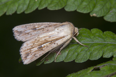 Mythimna decisissima