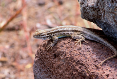 Sceloporus graciosus graciosus