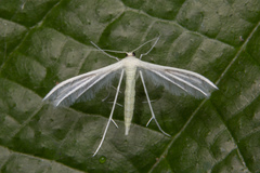 Pterophorus lacteipennis