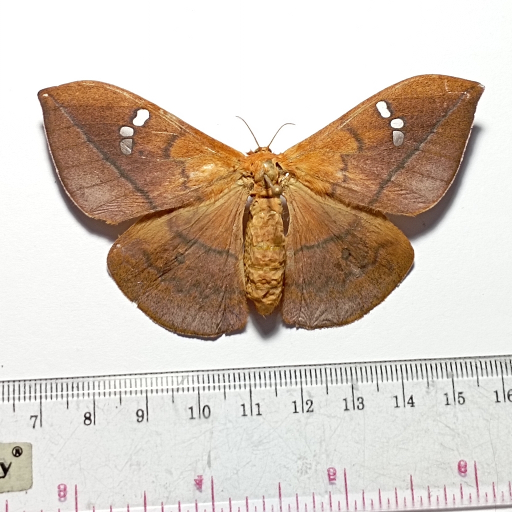 Cricula Silkmoth (Cricula trifenestrata)