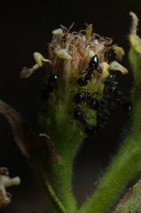 Crematogaster auberti