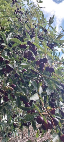 Vitex megapotamica, photograph 2
