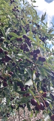 (c) Edson Luis Fabro Gasperin, some rights reserved (CC BY-SA) Vitex megapotamica, photograph (c) Edson Luis Fabro Gasperin, some rights reserved (CC BY-SA)