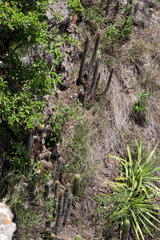 Cleistocactus hyalacanthus