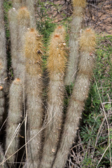 Cleistocactus hyalacanthus