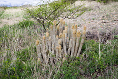 Cleistocactus hyalacanthus