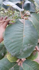 Saurauia villosa