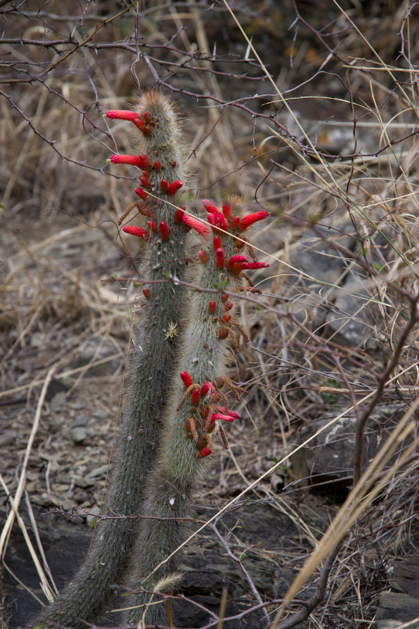 Cleistocactus