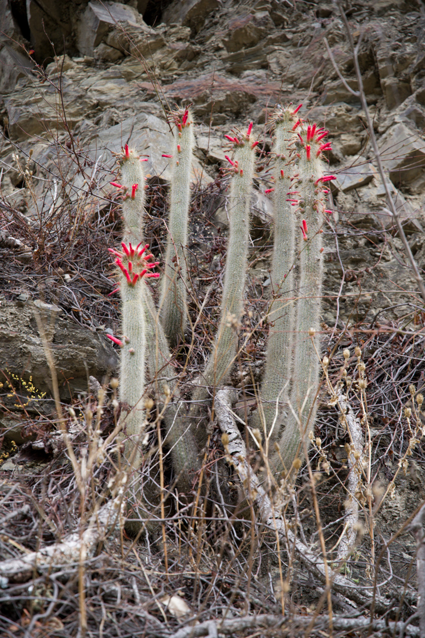 Cleistocactus hyalacanthus