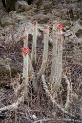 Cleistocactus hyalacanthus