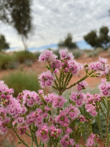 Verticordia forrestii