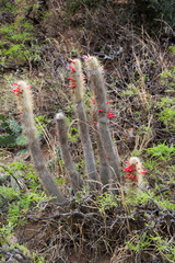 Cleistocactus hyalacanthus