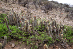 Cleistocactus hyalacanthus