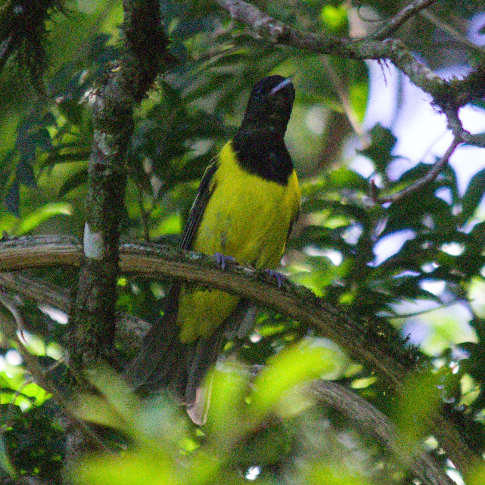 Hooded Berryeater (Carpornis cucullata), photo 2