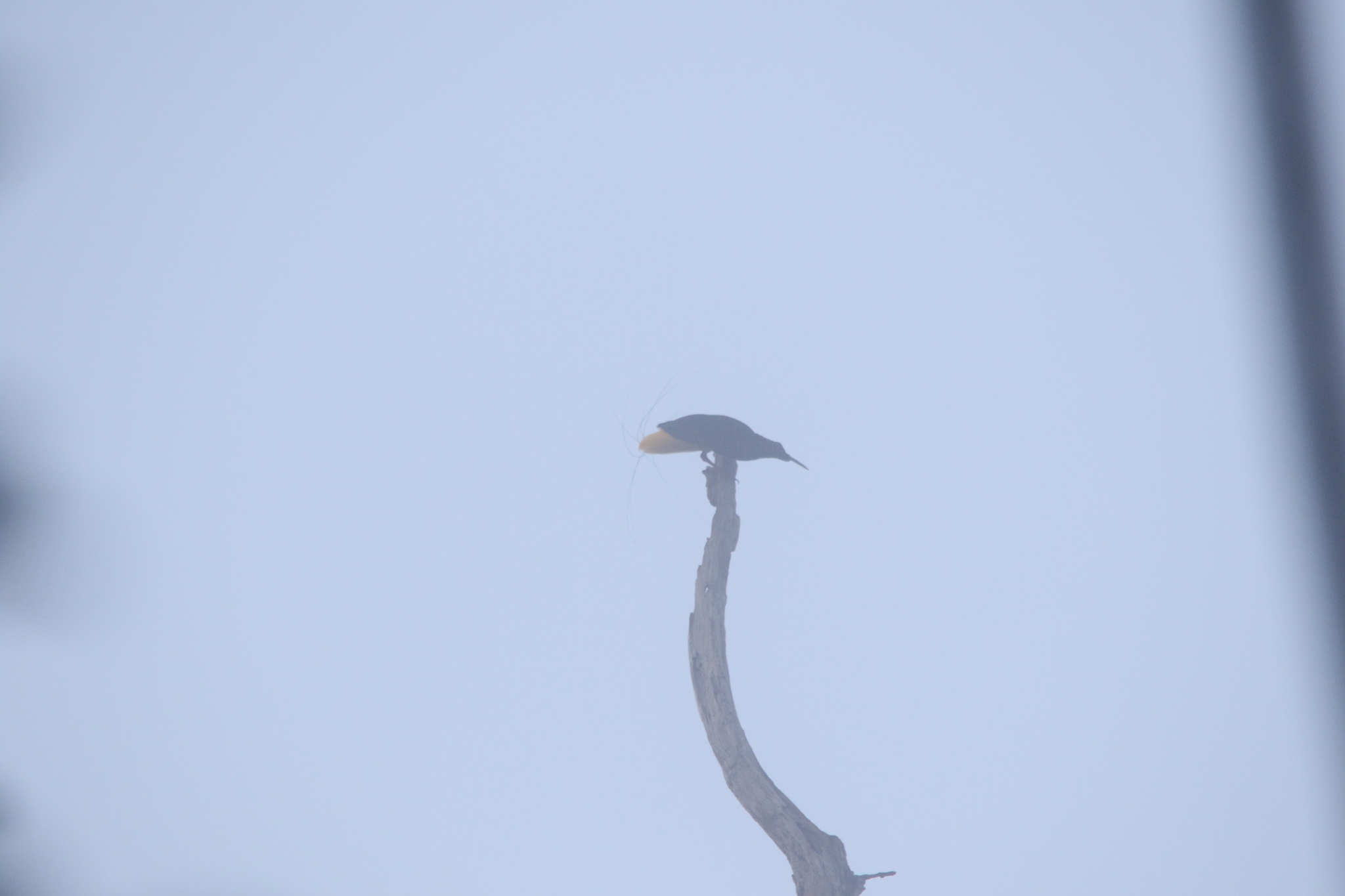 Twelve-wired Bird-of-paradise (Seleucidis melanoleucus), photo 9