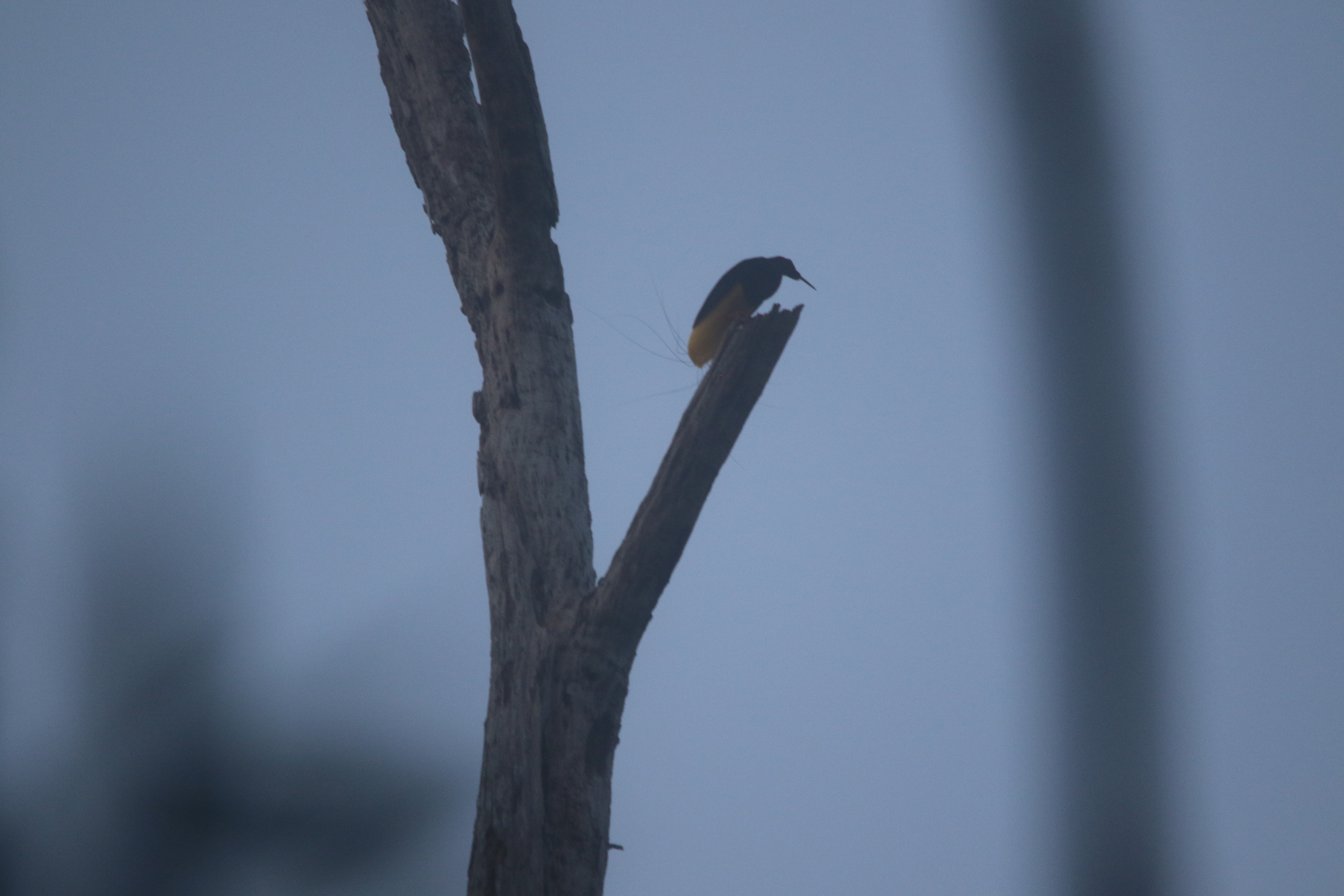 Twelve-wired Bird-of-paradise (Seleucidis melanoleucus), photo 7