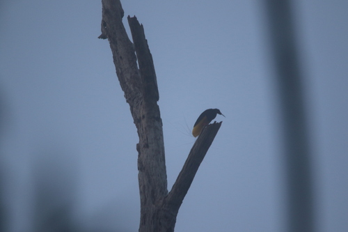 Twelve-wired Bird-of-paradise (Seleucidis melanoleucus), photo 6