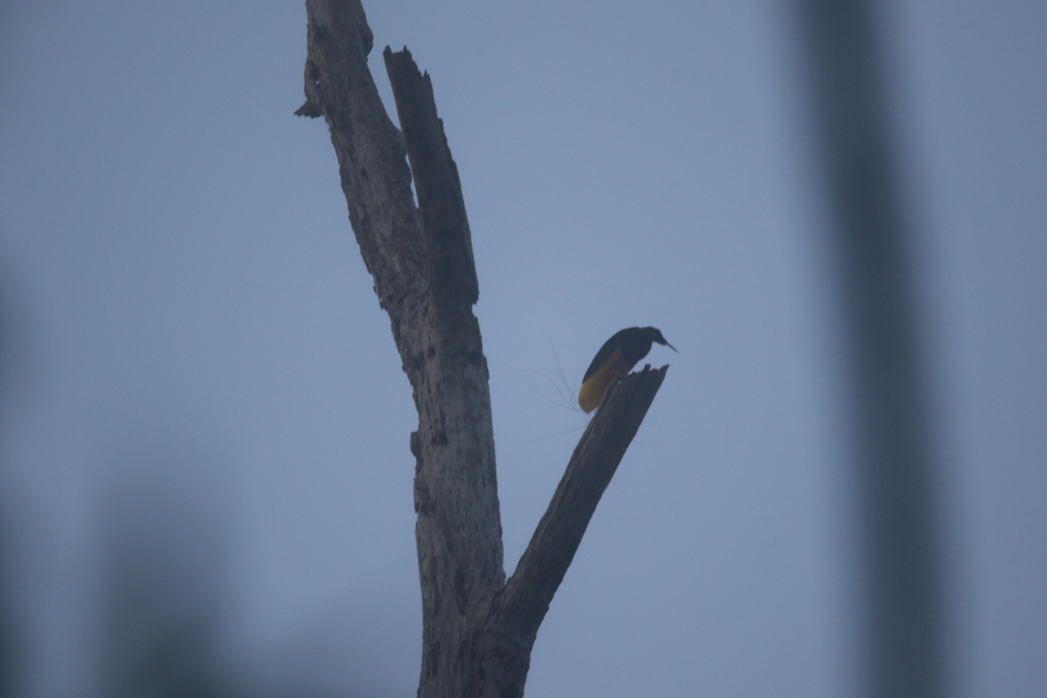 Twelve-wired Bird-of-paradise (Seleucidis melanoleucus), photo 8