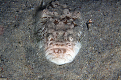 Uranoscopus bicinctus