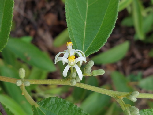 Dog's Balls (Grewia savannicola)