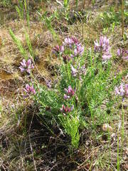 Oxytropis sordida