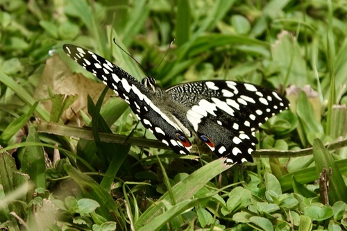 Citrus Swallowtail