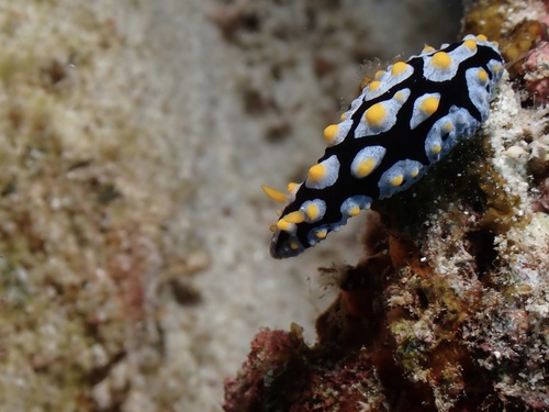 Phyllidia picta