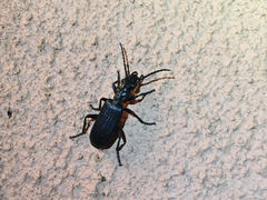 Omphrina