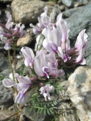 Oxytropis sordida