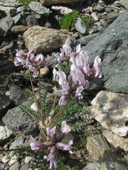 Oxytropis sordida