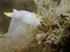 Polycera quadrilineata