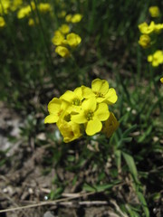 Draba sibirica