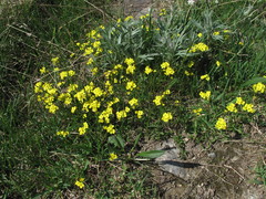 Draba sibirica