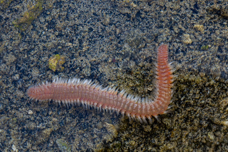 Eurythoe complanata (Pallas, 1766)